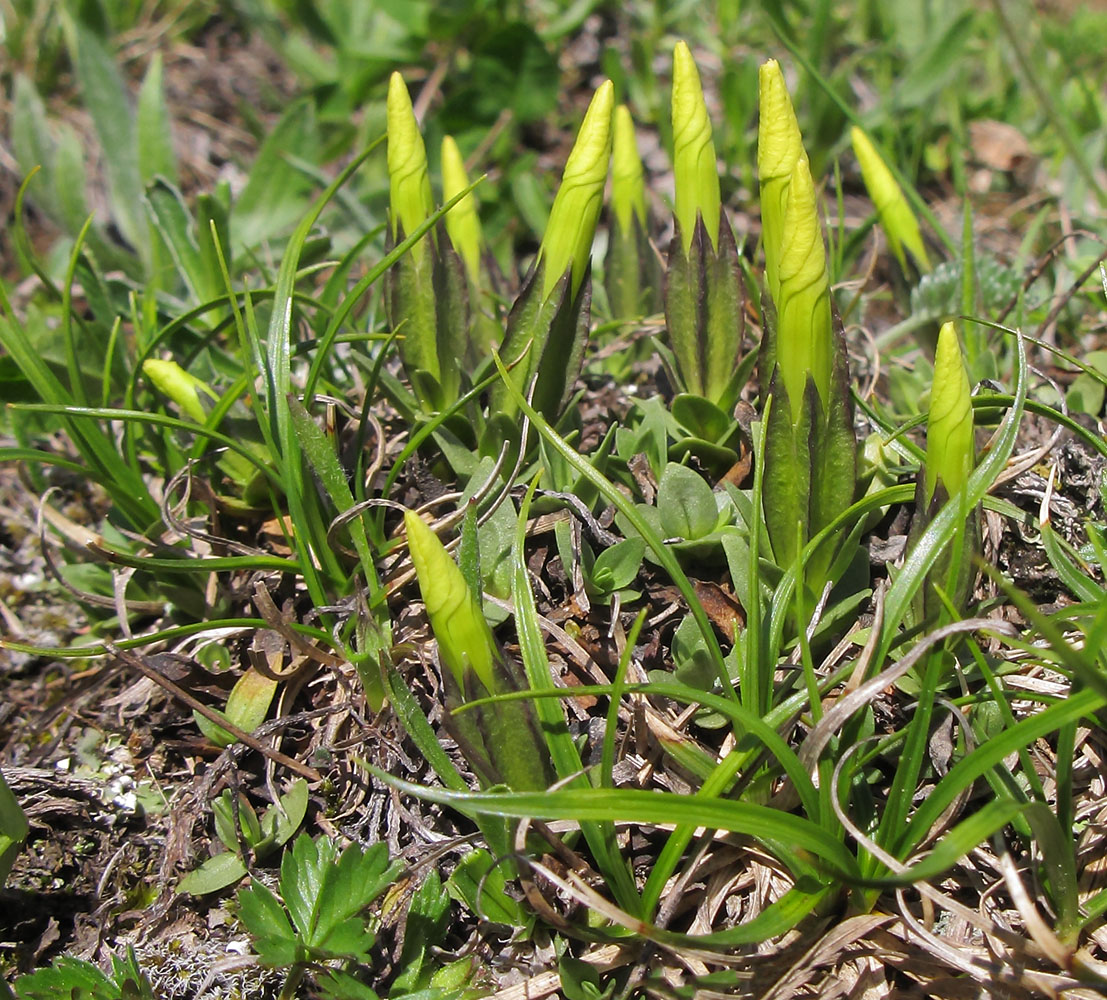 Image of Gentiana oschtenica specimen.