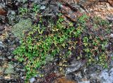 Selaginella rossii