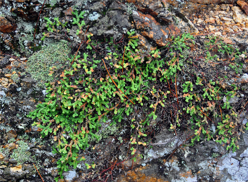 Image of Selaginella rossii specimen.