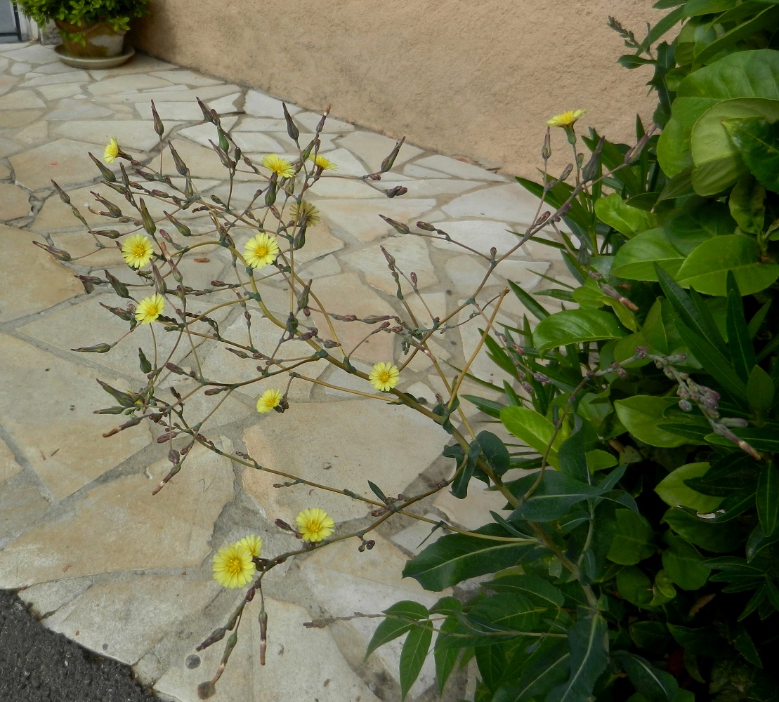 Image of Lactuca serriola specimen.