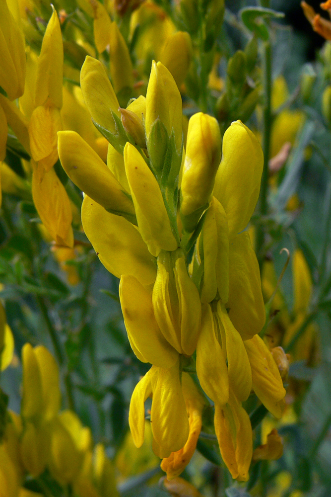 Изображение особи Genista tinctoria.