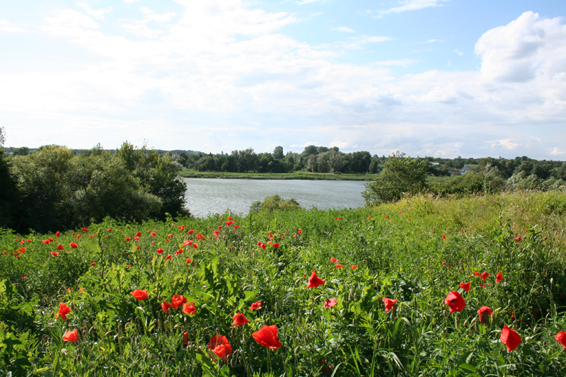 Изображение особи Papaver rhoeas.