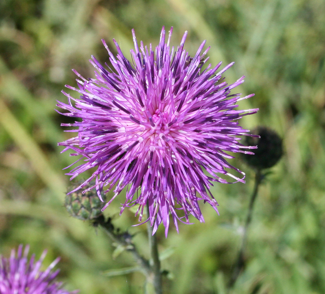 Image of Centaurea scabiosa specimen.