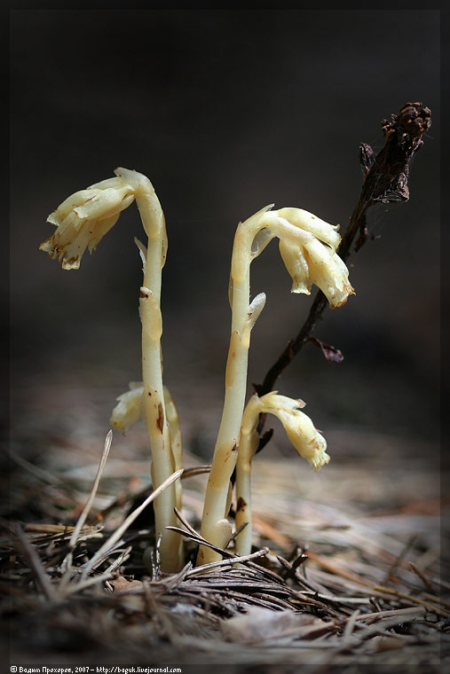 Image of Hypopitys monotropa specimen.