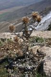 Olgaea pectinata. Прошлогоднее растение. Южный Казахстан, горы Алатау (Даубаба), вершина 1734. 16.04.2014.