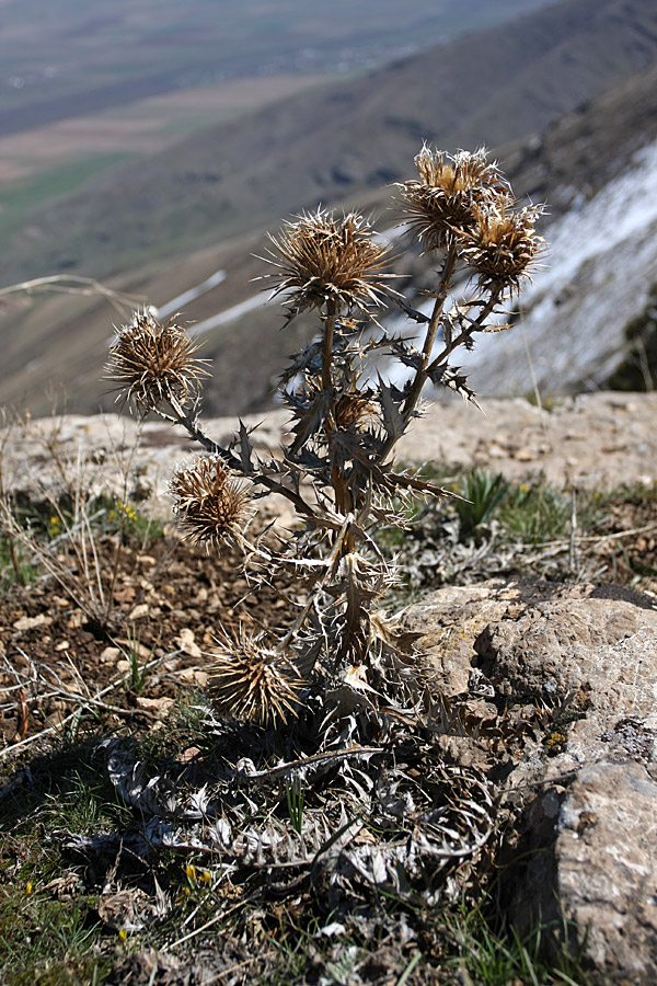 Image of Olgaea pectinata specimen.