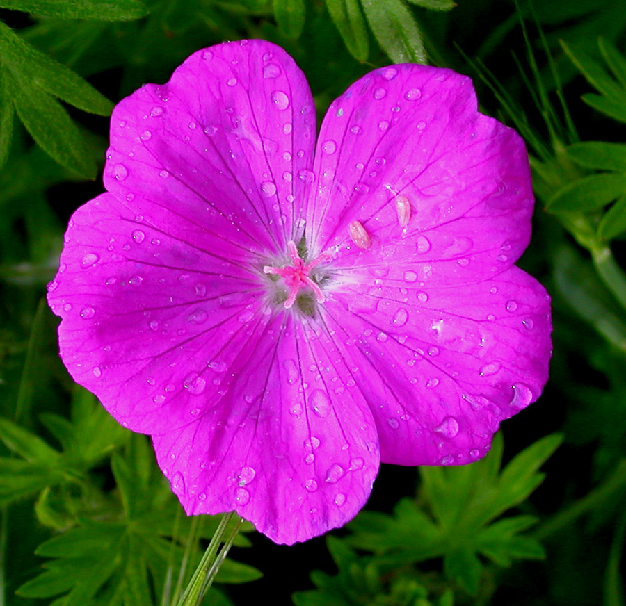 Image of Geranium sanguineum specimen.