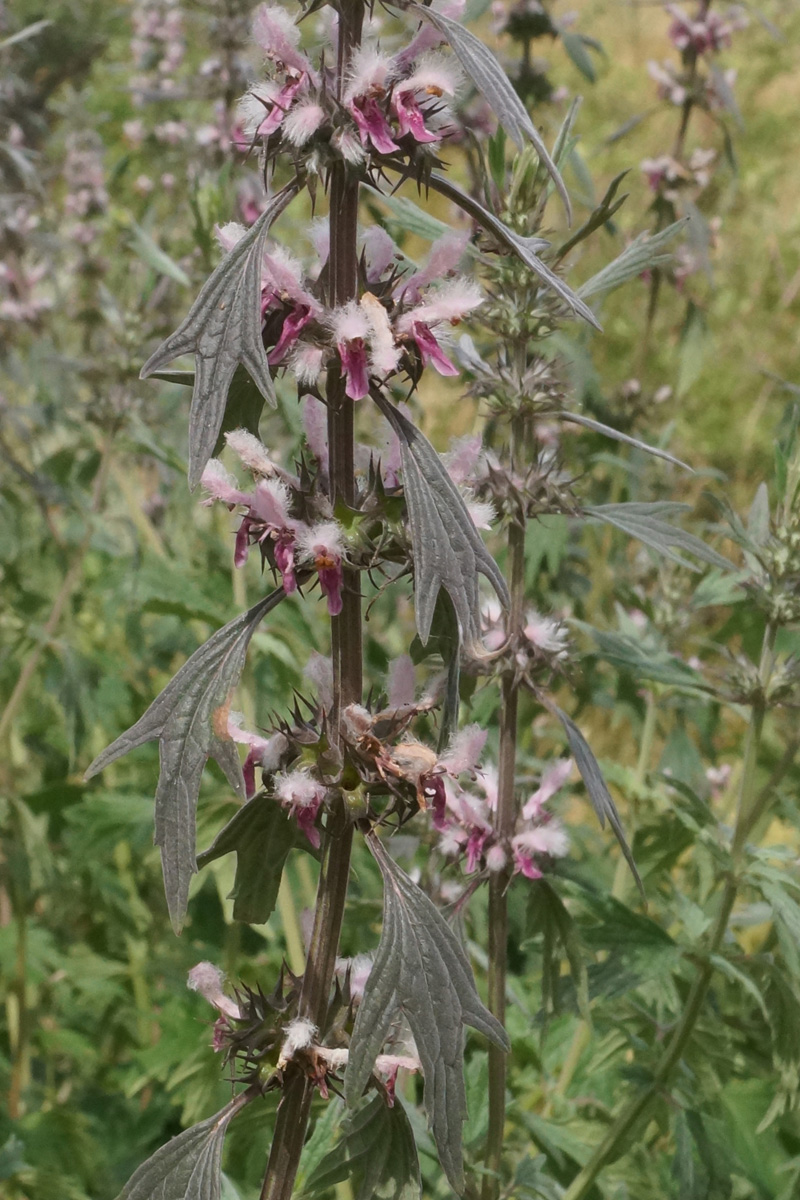 Изображение особи Leonurus glaucescens.