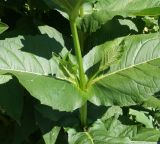 Silphium perfoliatum