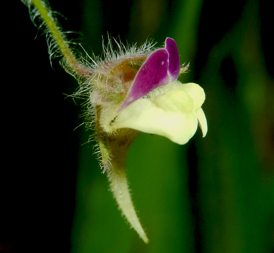 Image of Kickxia caucasica specimen.
