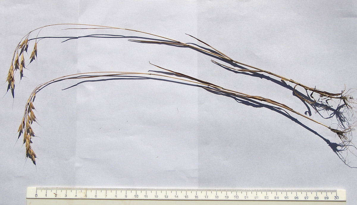 Image of Bromus commutatus specimen.