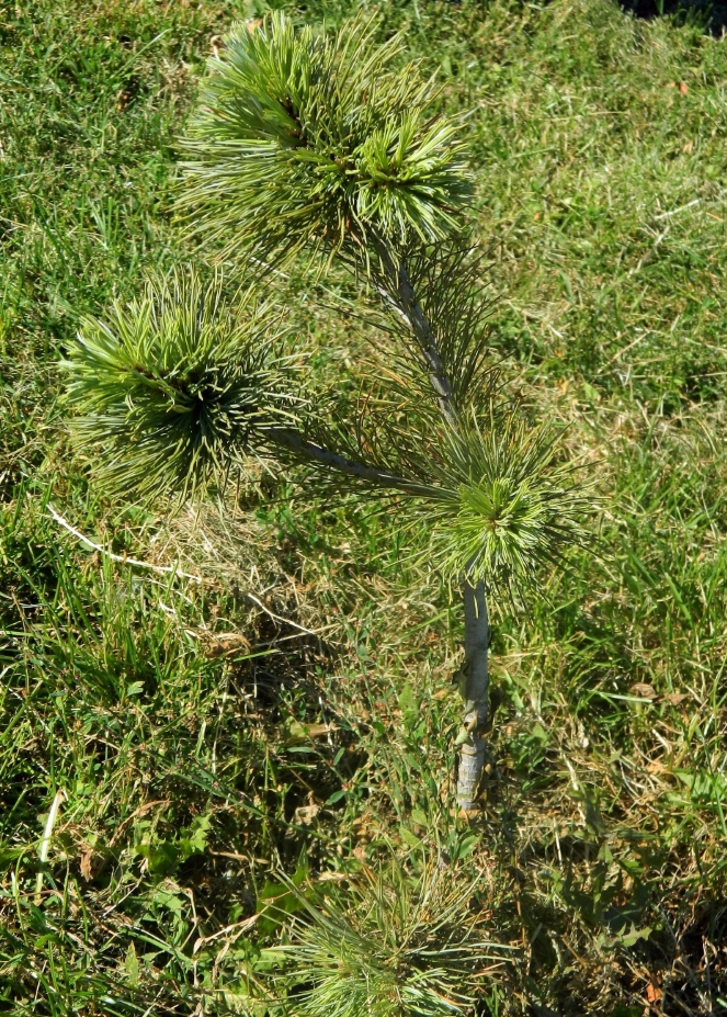 Image of Pinus flexilis specimen.