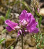 Oxytropis teres