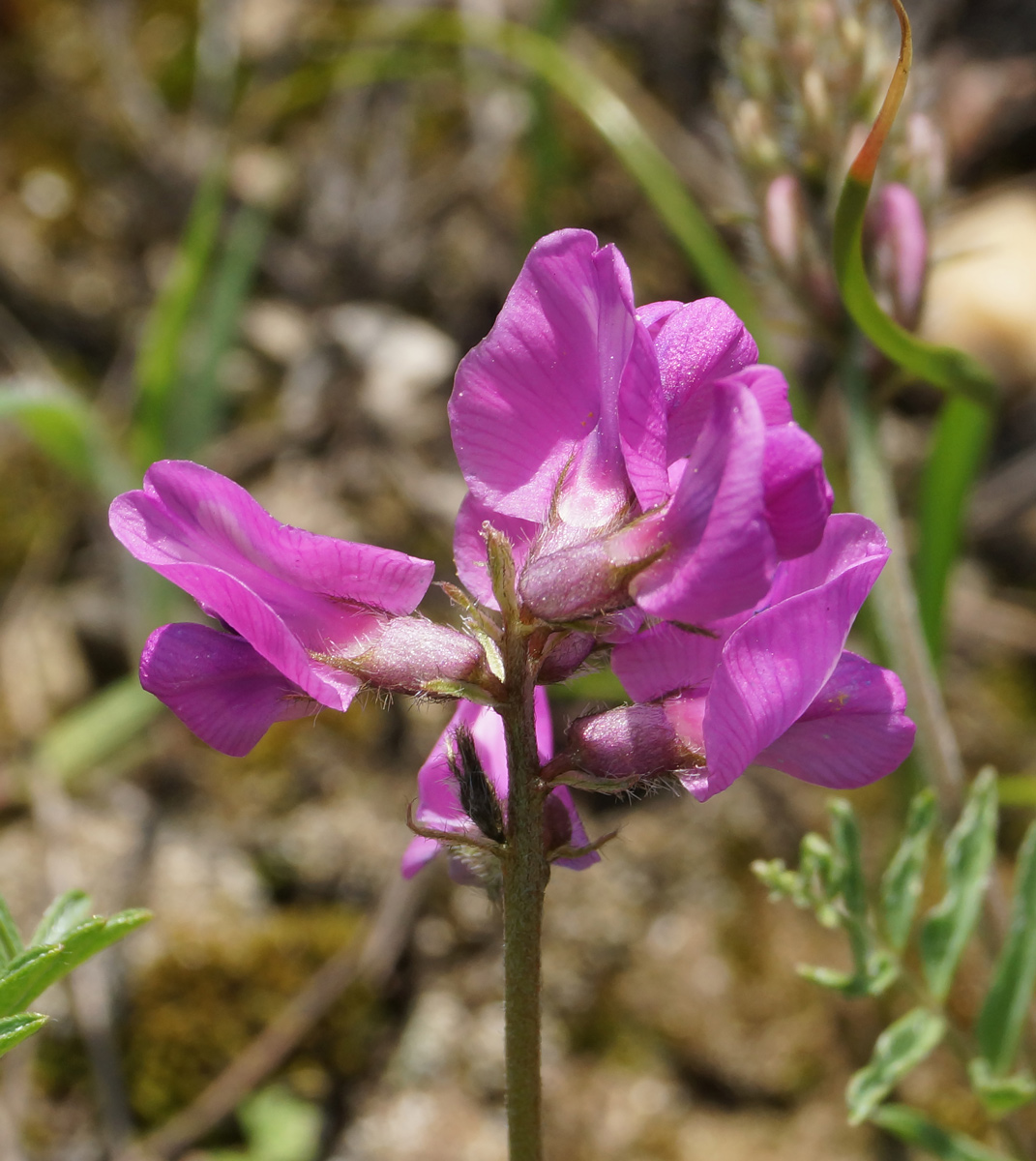 Image of Oxytropis teres specimen.