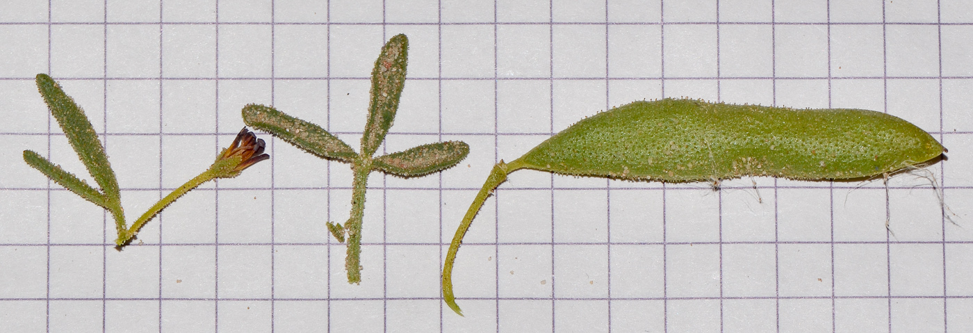 Image of Cleome amblyocarpa specimen.