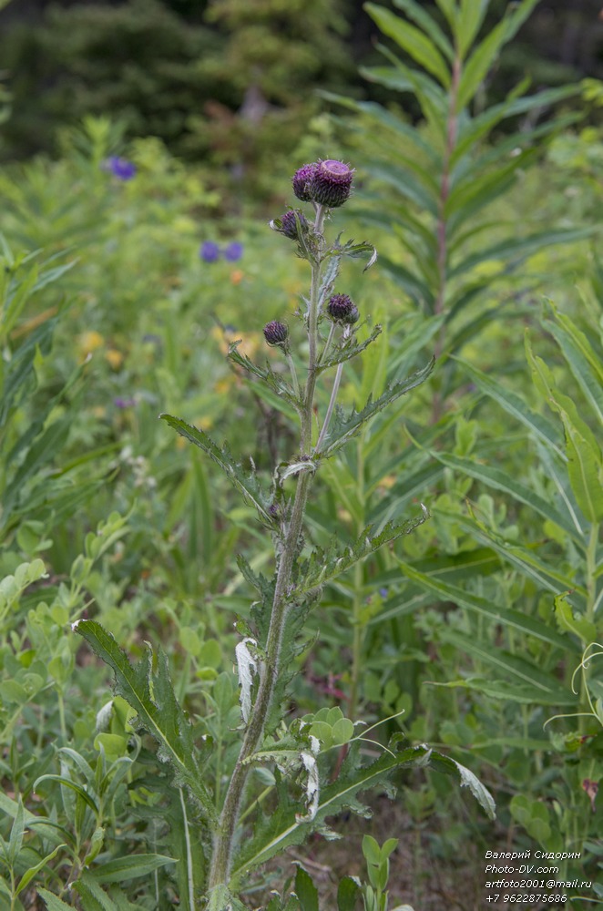 Изображение особи род Cirsium.