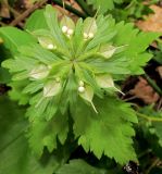 Eranthis stellata