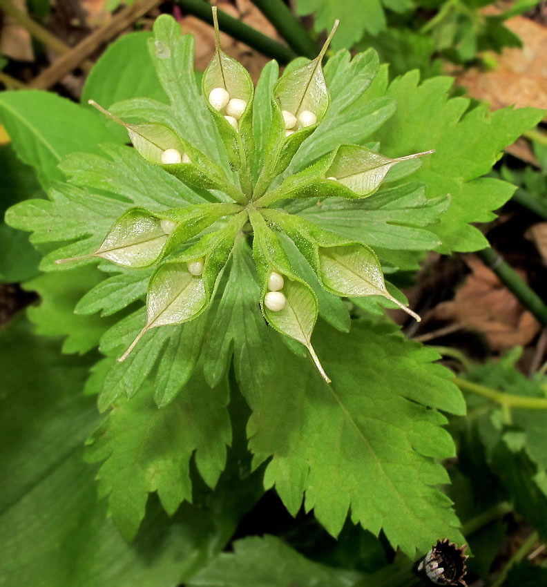 Image of Eranthis stellata specimen.