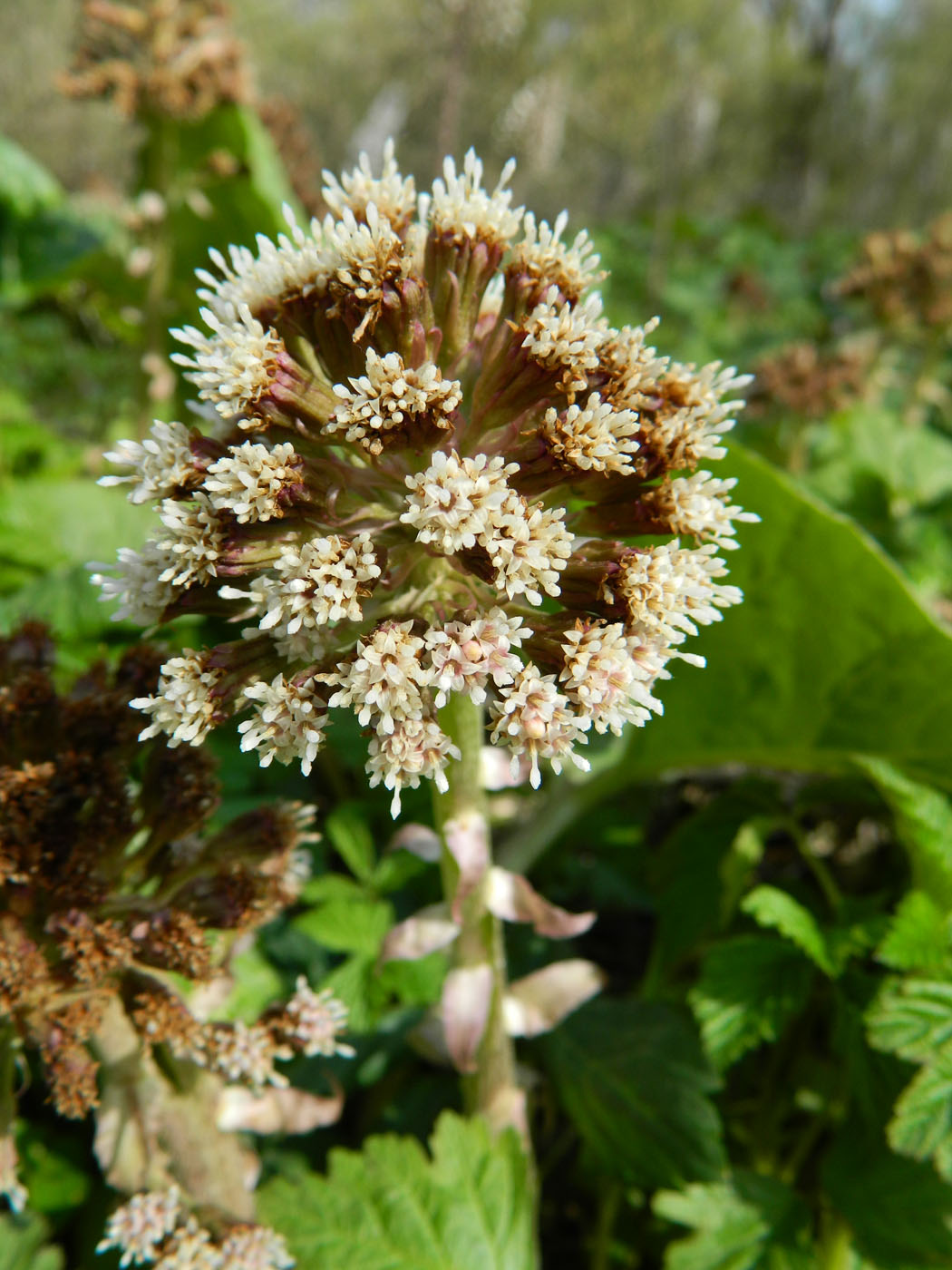 Изображение особи Petasites hybridus.