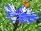 Centaurea cyanus. Соцветие (вид сбоку). Нидерланды, Гронинген, \"дикий\" газон. 25.06.2006.