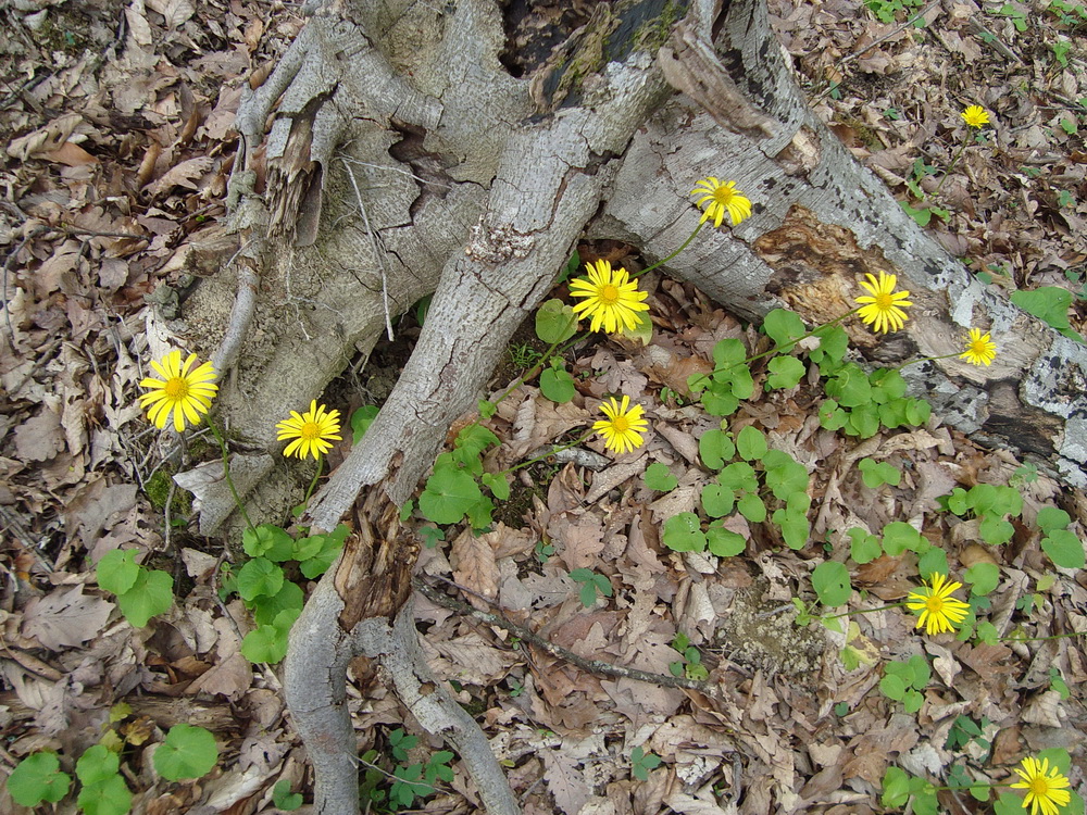 Image of Doronicum orientale specimen.