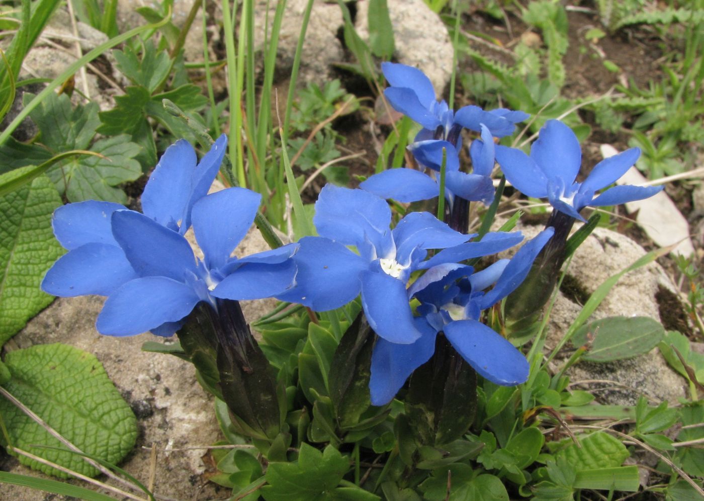 Изображение особи Gentiana angulosa.