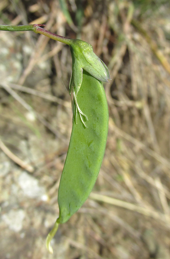 Image of Pisum elatius specimen.