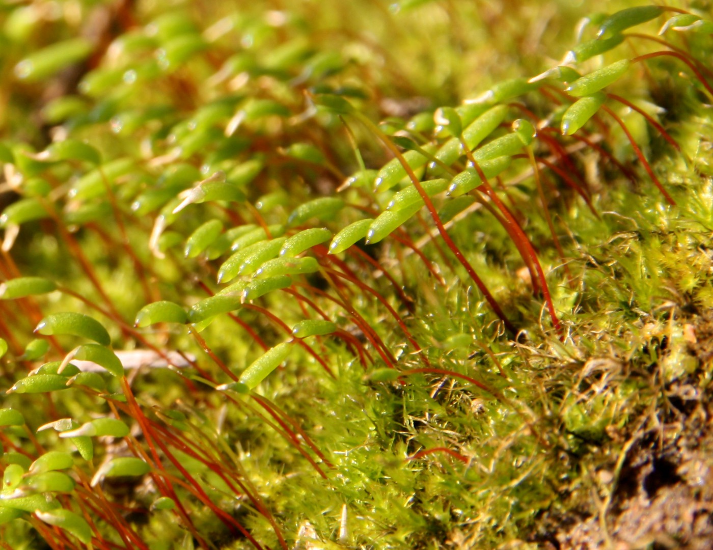 Image of Amblystegium serpens specimen.