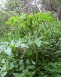 Archangelica officinalis. Вегетирующее растение. Украина, Житомирская обл., Новоград-Волынский р-н, левый берег р. Случь, окр. дер. Победа. 12.05.2016.