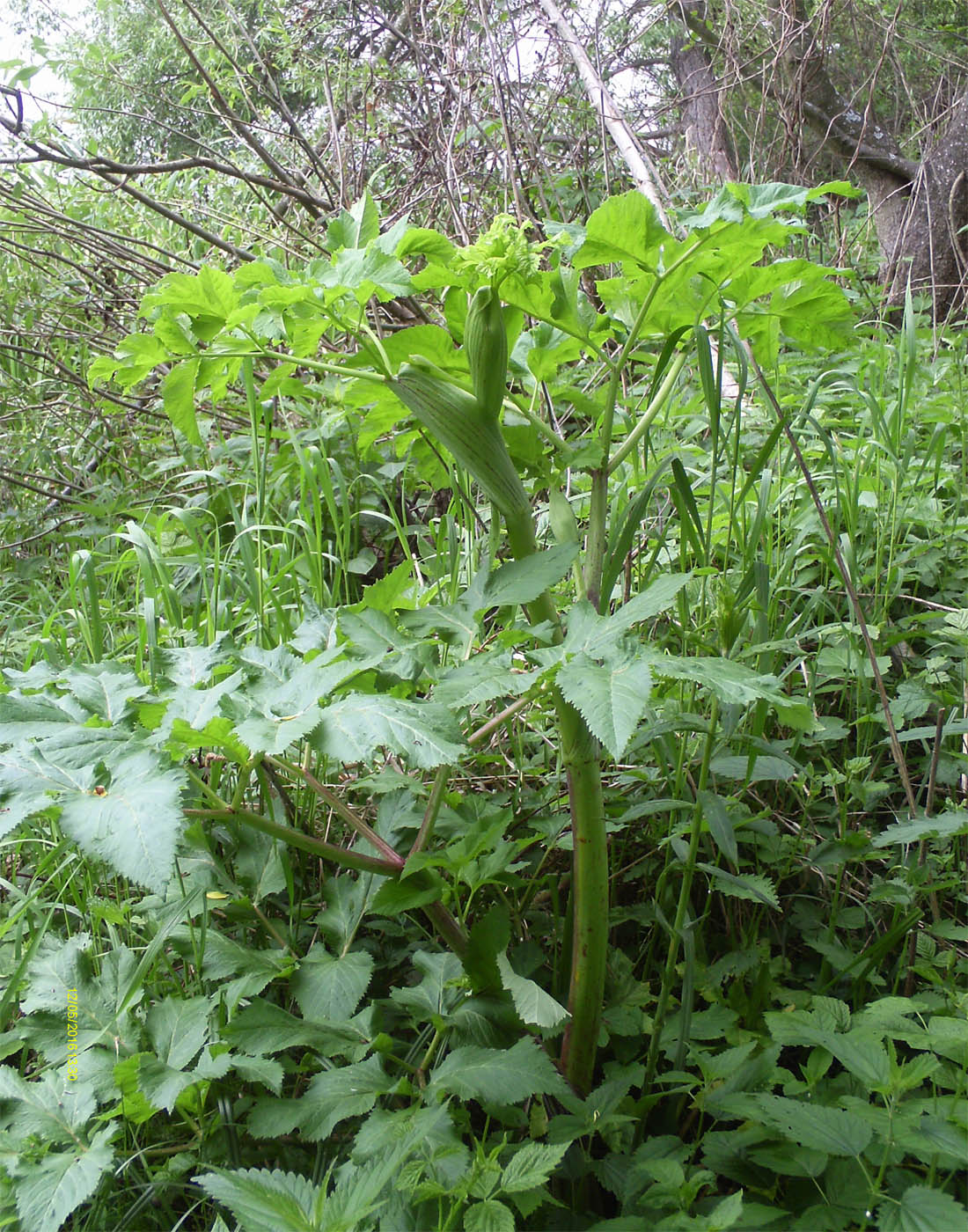 Изображение особи Archangelica officinalis.