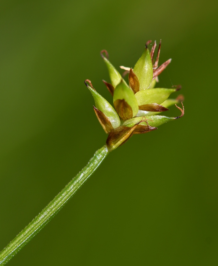 Изображение особи Carex capituliformis.
