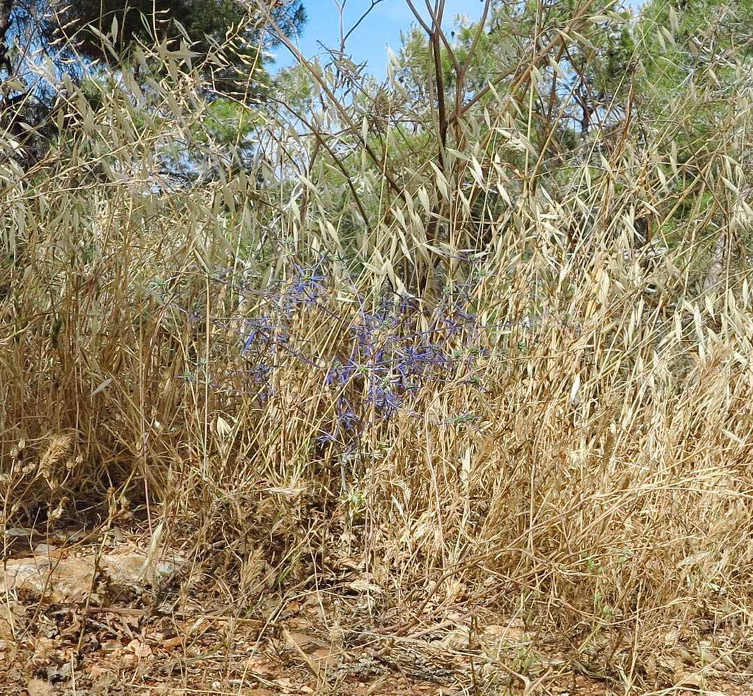 Image of Eryngium creticum specimen.