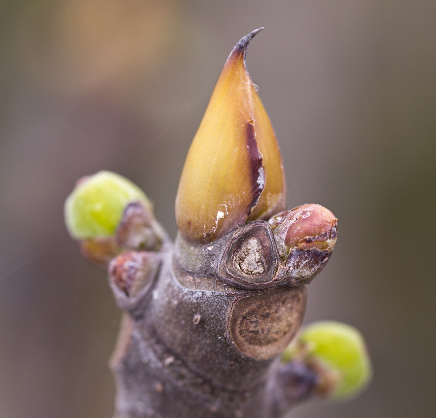 Изображение особи Ficus carica.