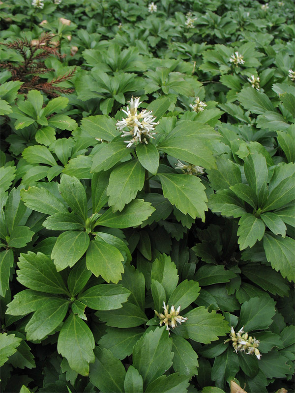 Изображение особи Pachysandra terminalis.