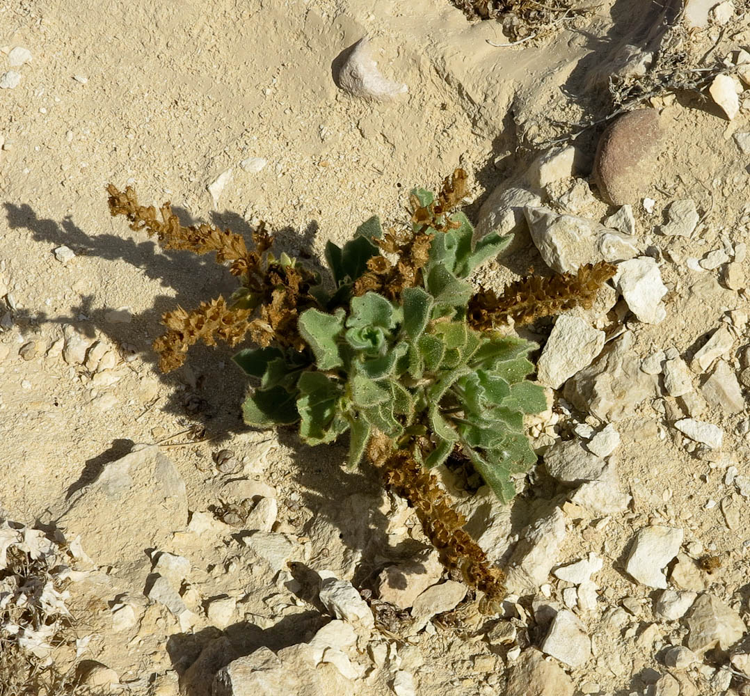 Image of Hyoscyamus desertorum specimen.