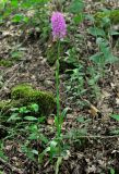 Anacamptis pyramidalis