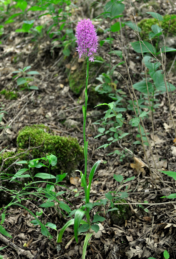 Изображение особи Anacamptis pyramidalis.