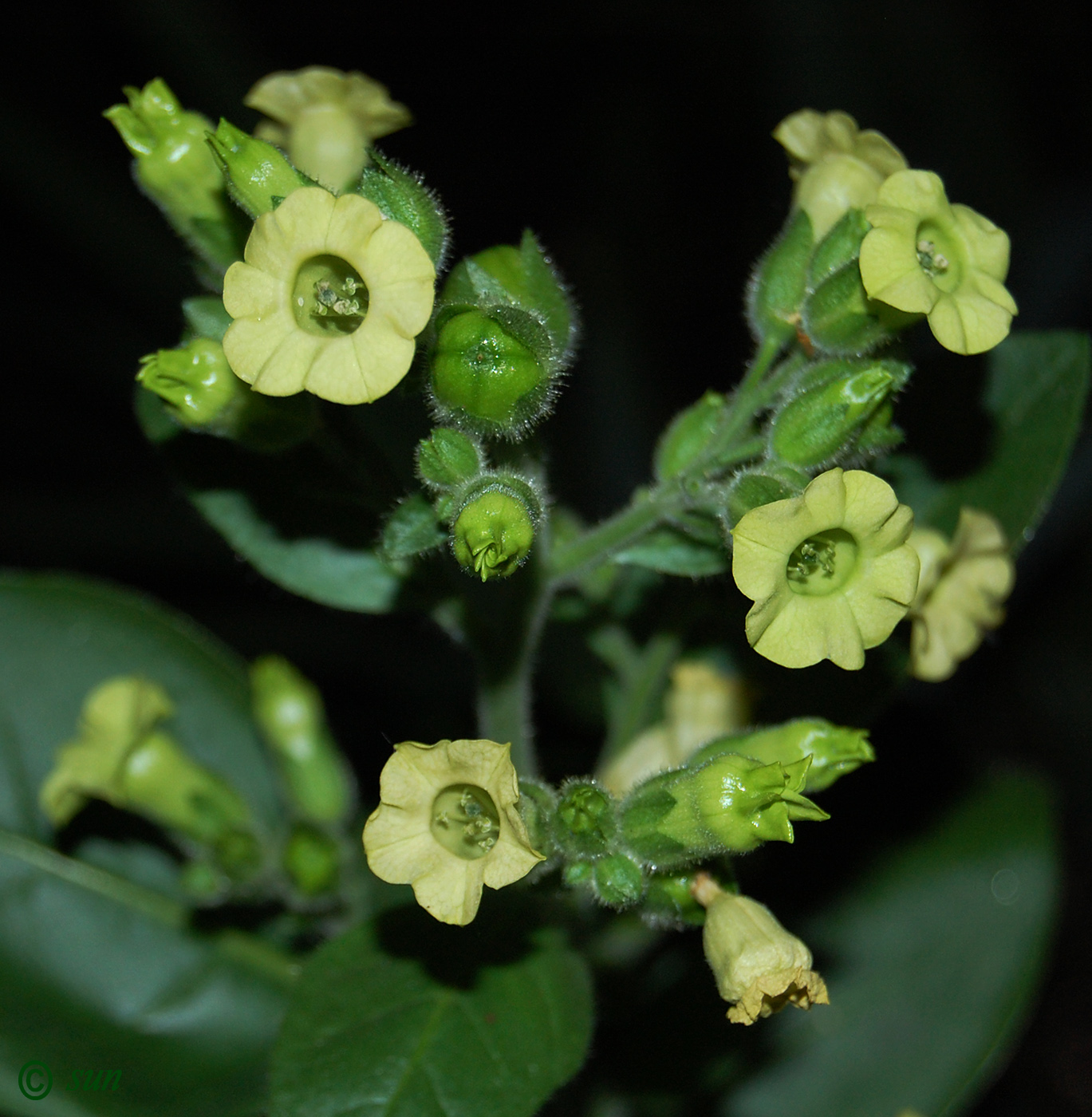Изображение особи Nicotiana rustica.