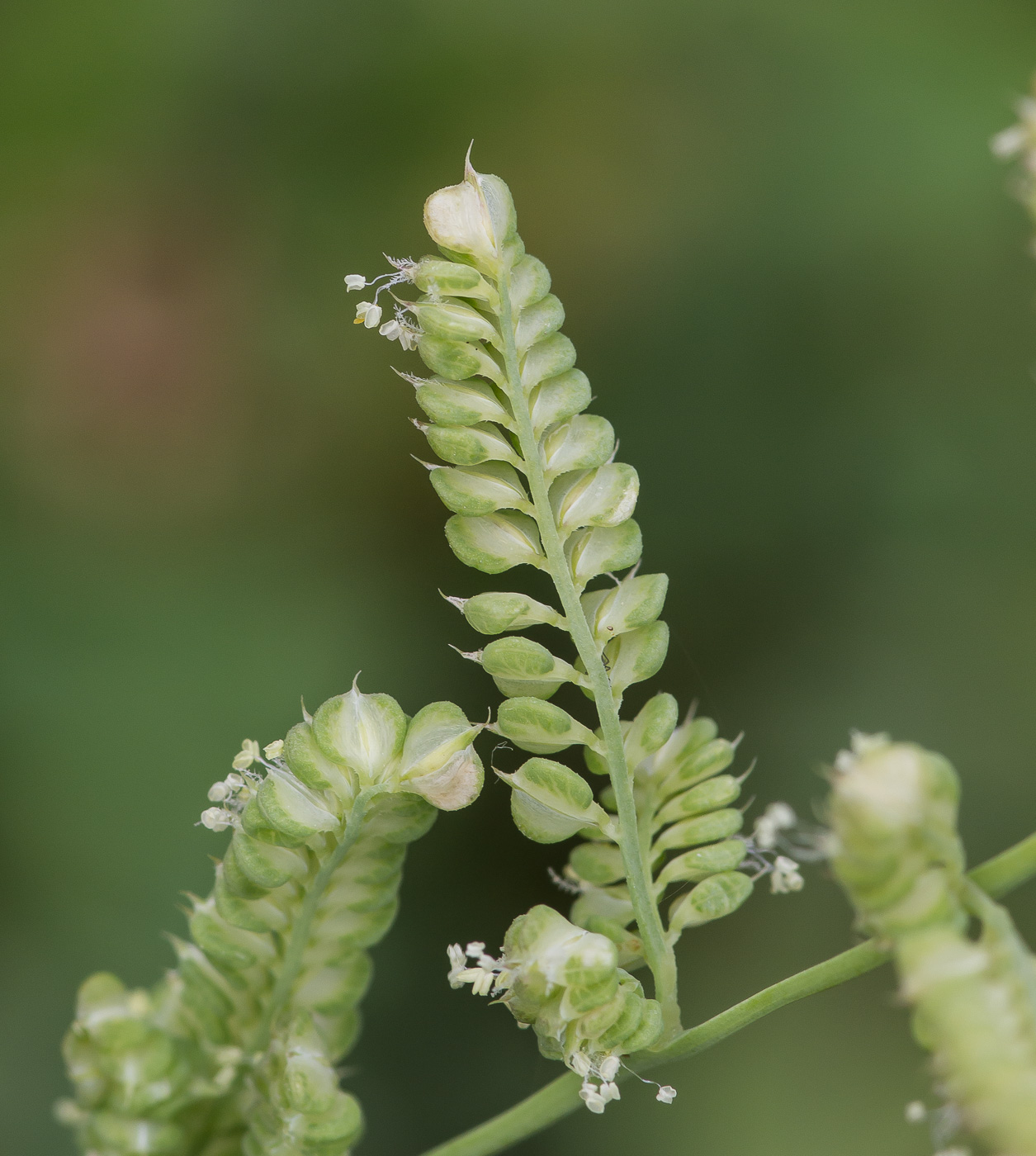 Изображение особи Beckmannia syzigachne.