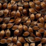 Rumex confertus. Семена. Курская обл., Железногорский р-н, с. Гнань, пойма р. Свапа. 5 января 2010 г.