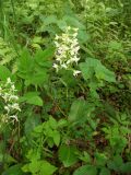 Platanthera chlorantha. Цветущее растение. Калининградская обл., г. Светлогорск, Светлогорский лес, смешанный лес. 20.06.2016.