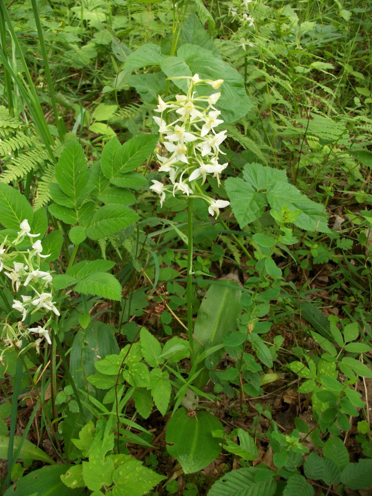 Изображение особи Platanthera chlorantha.