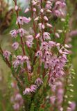 Calluna vulgaris