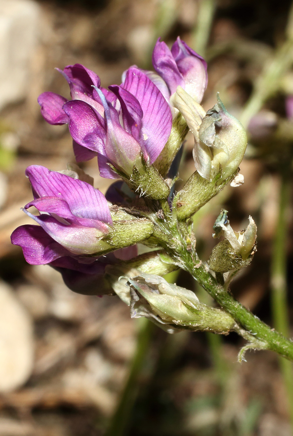 Image of Oxytropis immersa specimen.