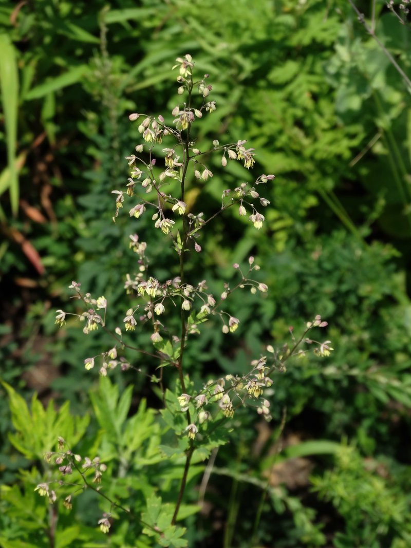 Изображение особи Thalictrum minus.