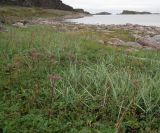 Valeriana sambucifolia