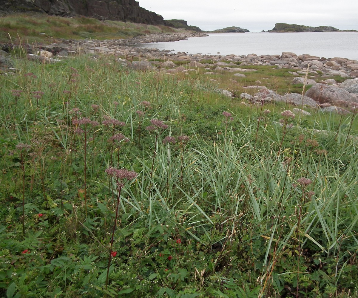 Изображение особи Valeriana sambucifolia.