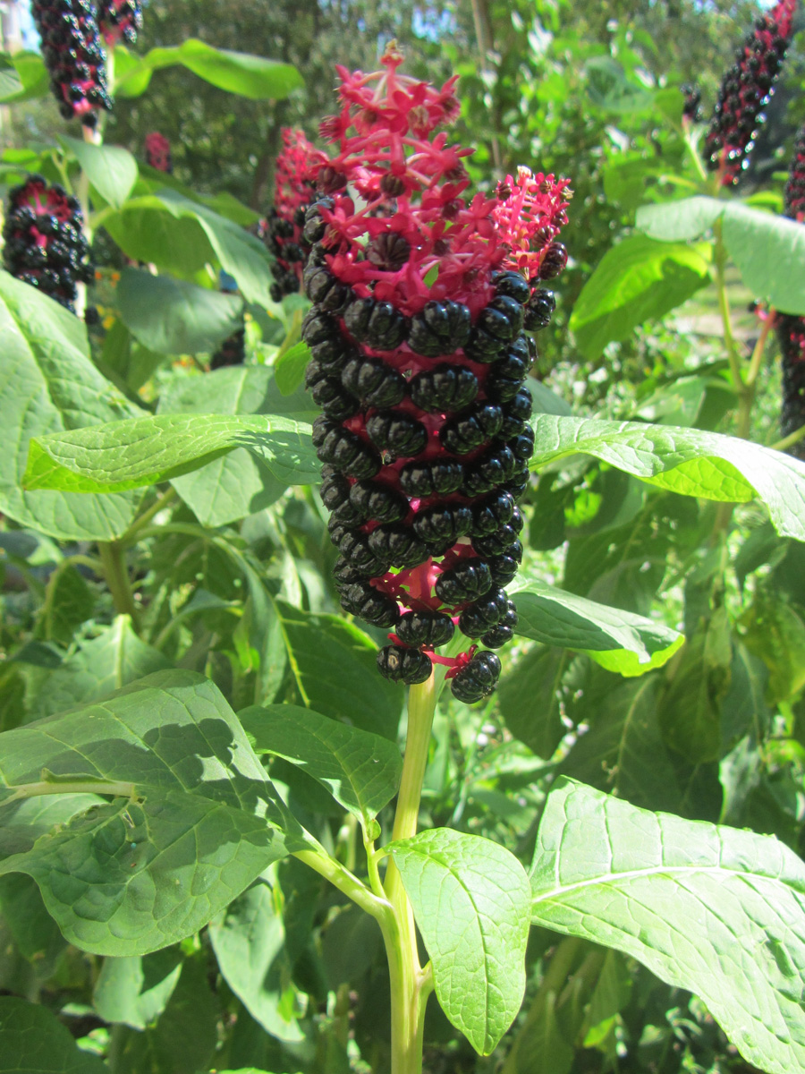 Изображение особи Phytolacca acinosa.