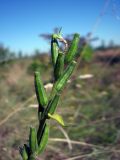 род Oenothera