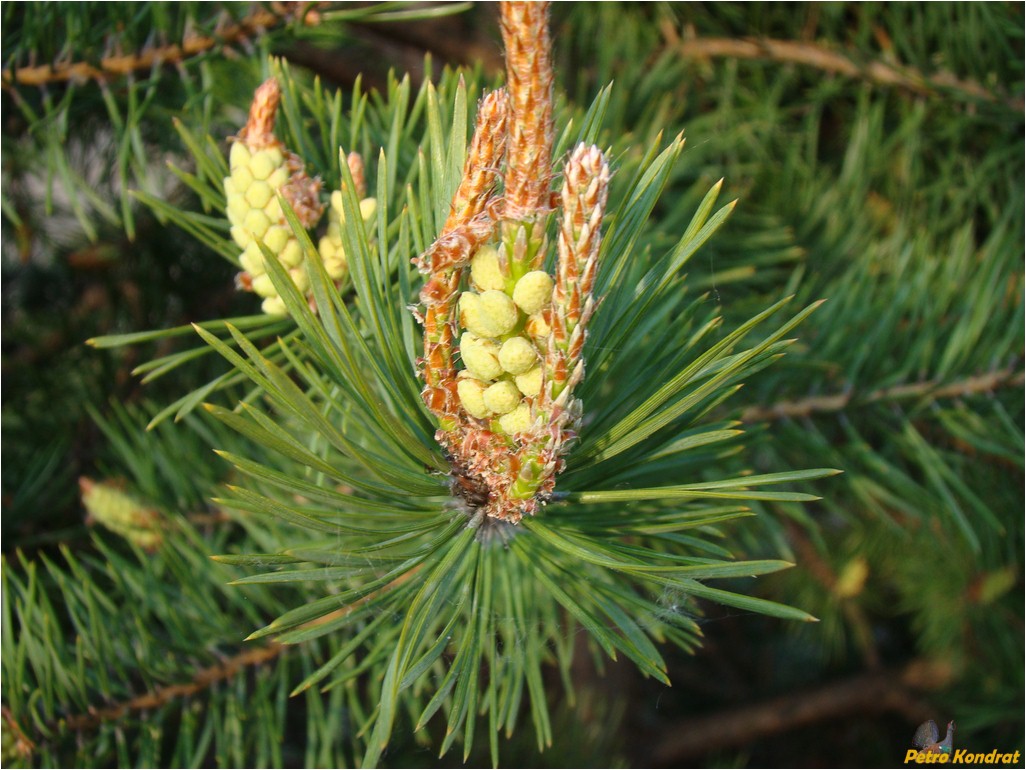 Изображение особи Pinus sylvestris.